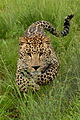 Young leopard charging. Photo taken at Rhino and Lion Park, Gauteng, South Africa.