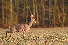 Young deer with short antlers, trotting across a field with trees in background