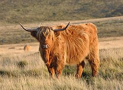 Une Highland en pâturage.