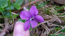 Dog Violet flower (16181835536).jpg