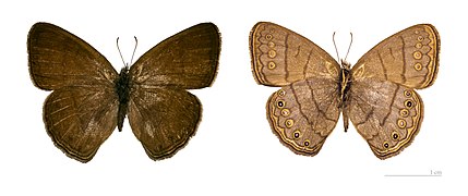 Hermeuptychia hermes, coll. MHNT.