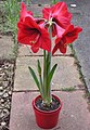 Planta de Hippeastrum cultivada em vaso.