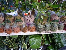 Kokedama en mousse compressée