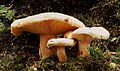 Lactarius pubescens