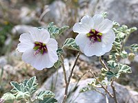 Malva subovata (Syn. Lavatera maritima)