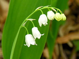 Paprastoji pakalnutė (Convallaria majalis)