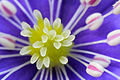 Sinilill (Hepatica nobilis)