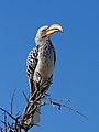 Calao leucomèle perché sur une branche, Namibie