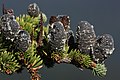 Image 33Pinaceae: unopened female cones of subalpine fir (Abies lasiocarpa) (from Conifer)