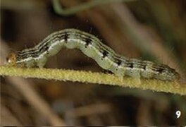 August 6: Larva of the moth Amyna axis from the family Erebidae.