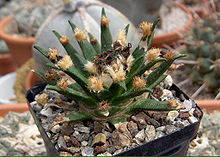 Ariocarpus agavoides2.jpg