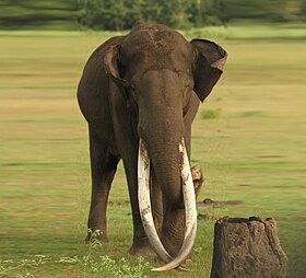 Um elefante asiático macho com grandes presas no Parque nacional de Nagarhole em Karmataka na Índia.