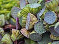 'Malet bua': lotus seeds (inside their fruit pods)