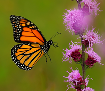 Danaus plexippus