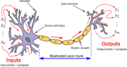 Thumbnail for Biological neuron model