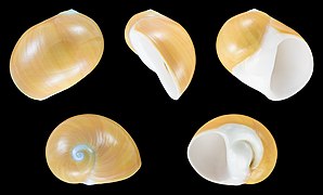 Polinices peselephanti, shell