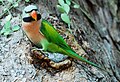 Red-breasted parakeet