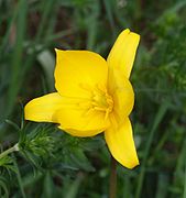 Die Blüte, zugleich eine Blume, der Wilden Tulpe