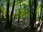 Le Val sans retour en forêt de Paimpont, derrière le Miroir aux fées.