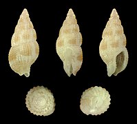 Zafrona isomella, shell