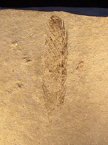 Empreinte d'une plume d’Archaeopteryx sur une plaque rocheuse.