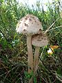 Macrolepiota procera