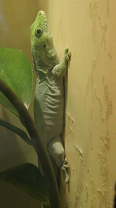 Description de l'image Phelsuma standingi.jpg.