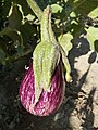 Fruto in situ (var. «Jaspeada de Gandía») - cáliz espinoso acrescente.