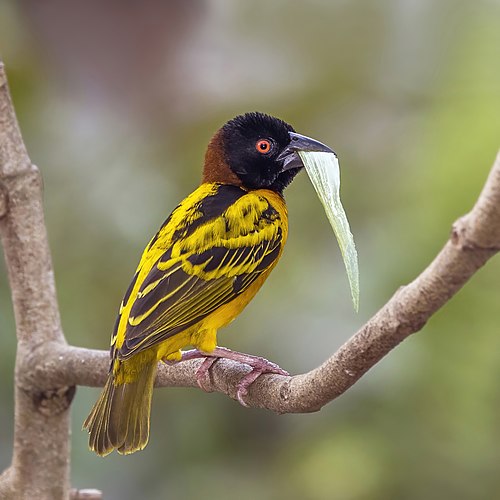 Самец большого маскового ткача (Ploceus cucullatus)