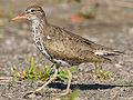 Spotted Sandpiper (side)