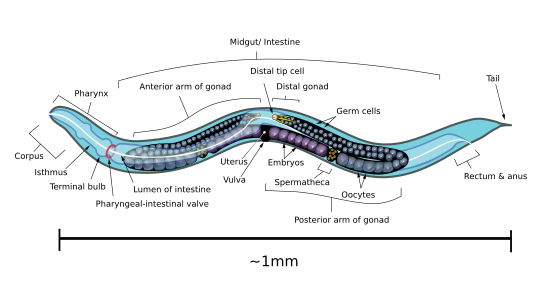 Anatomical diagram of the hermaphrodite Caenorhabditis elegans, by KDS444