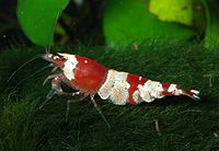 Caridina cf. cantonensis