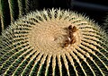 66 Echinocactus grusonii qtl1 uploaded by Quartl, nominated by Tomer T