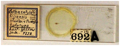 January 7: Microscopic slide, made in 1953, of the holotype of the flatworm Lethacotyle fijiensis