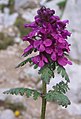 Pedicularis verticillata.