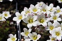 Saxifraga × arendsii