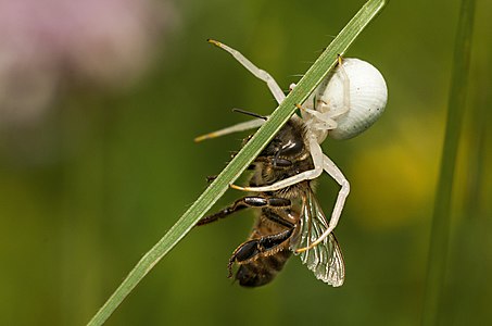 Misumena vatia (Goldenrod Crab Spider)