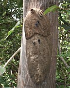 April 7: nest of the wasp Synoeca septentrionalis