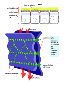 Cellular tight junction-sv.svg