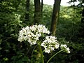 Valeriana officinalis