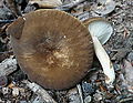 Lactarius romagnesii