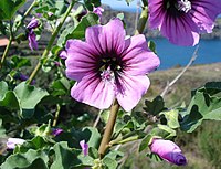 Malva arborea