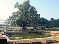 Arbre sacré, Népal. Selon la tradition, l'arbre représente bouddha et dans l'étang Mayadevi, la mère de Bouddha se serait baignée avant de donner naissance au futur Bouddha