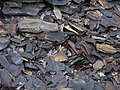 Black Shale