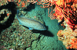 Badeijo (Mycteroperca microlepis).