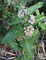 Showy milkweed (A. speciosa) plant