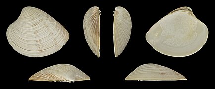 Chamelea striatula (Striped Venus Clam), left valve