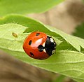 칠성무당벌레(Coccinella septempunctata)