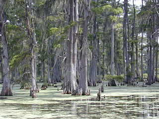 Forest in southern Louisiana