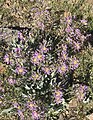 Daggerpod, large plant at 9900 ft